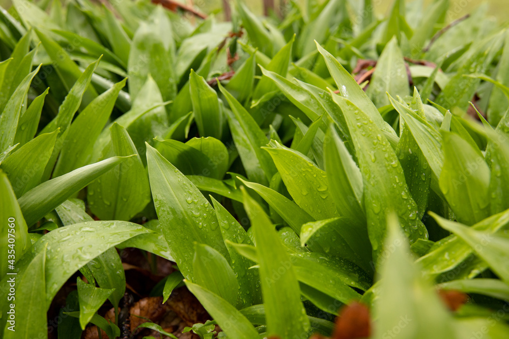 Obraz premium Bärlauch nach dem Regen