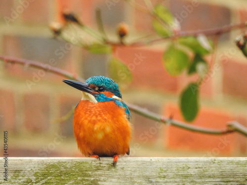 Common Kingfisher Against Brick Wall photo