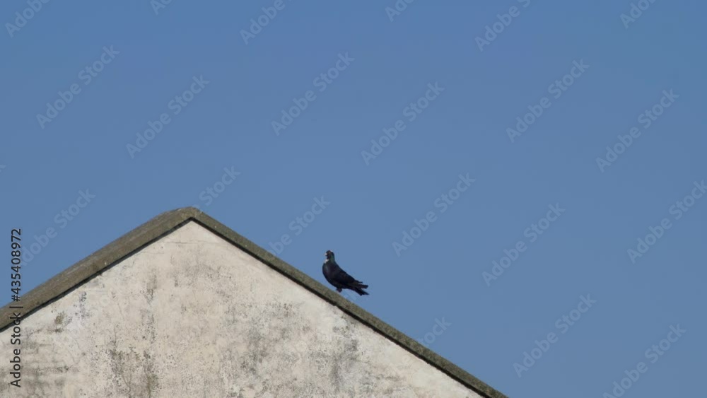 Black bird walks on the roof. Slow motion 4K Black bird walks on the roof. Slow motion 4K