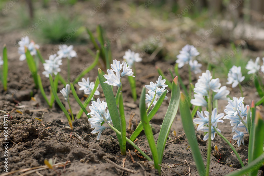 The first spring flowers of puschkinia in a flowerbed, planted in a line