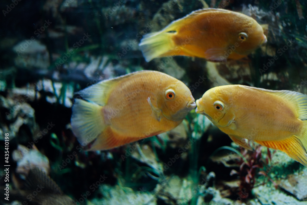 Fototapeta premium two kissing goldfish