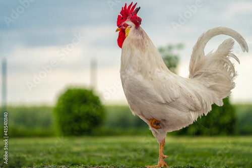 White rooster