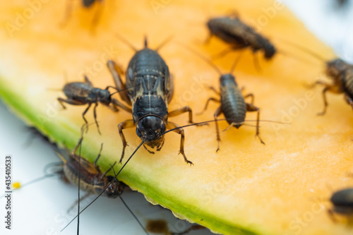 closeup crickets eating food, small bug