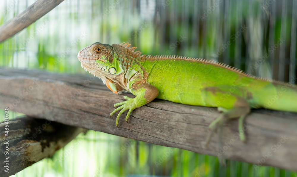 Fototapeta premium lizard, animal, green lizard with blur background