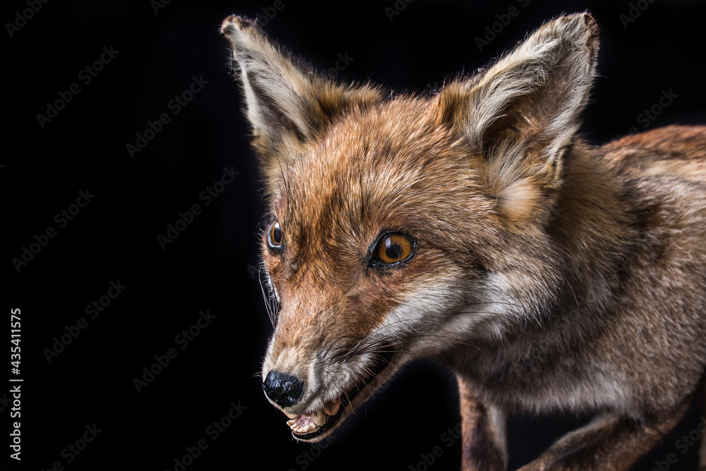 Fototapeta premium portrait of a fox