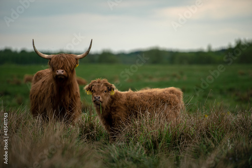 Szkocka krowa górska highland i cielę