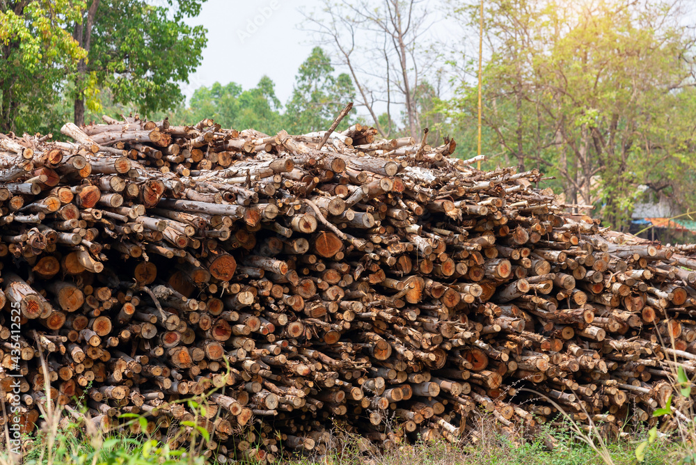 Eucalyptus tree, Pile of wood logs, Stack of tree trunks of Eucalyptus ready for industry, that will be use in paper manufacture. Eucalyptus tree, Pile of wood logs, Stack of tree trunks of Eucalyptus ready for industry, that will be use in paper manufacture.