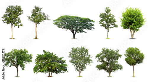 Collection of   trees  Isolated  on white background    Exotic tropical tree for design.