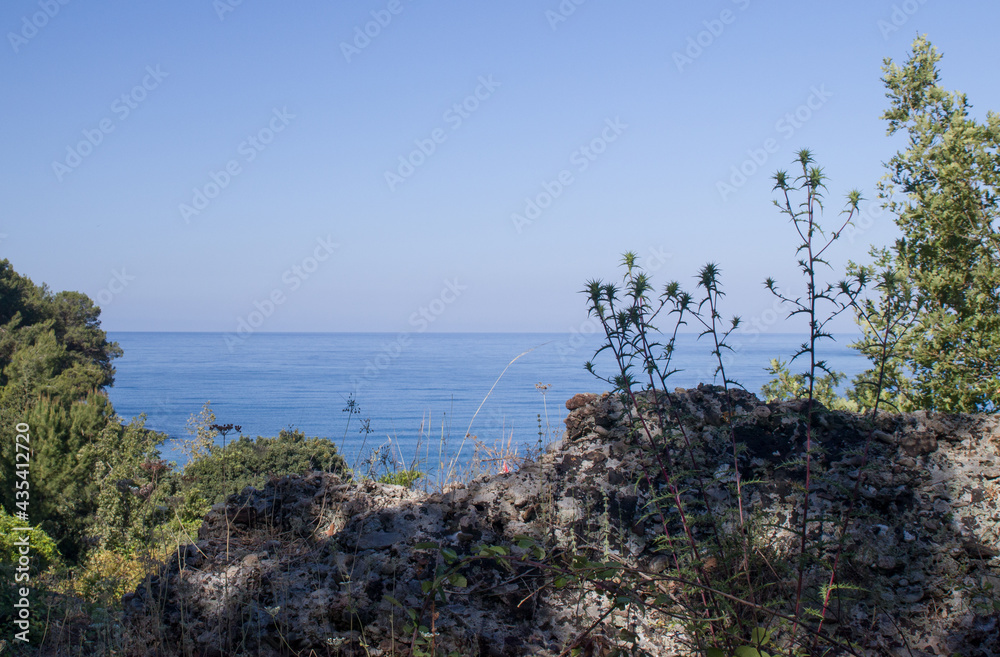 green bushes by the sea