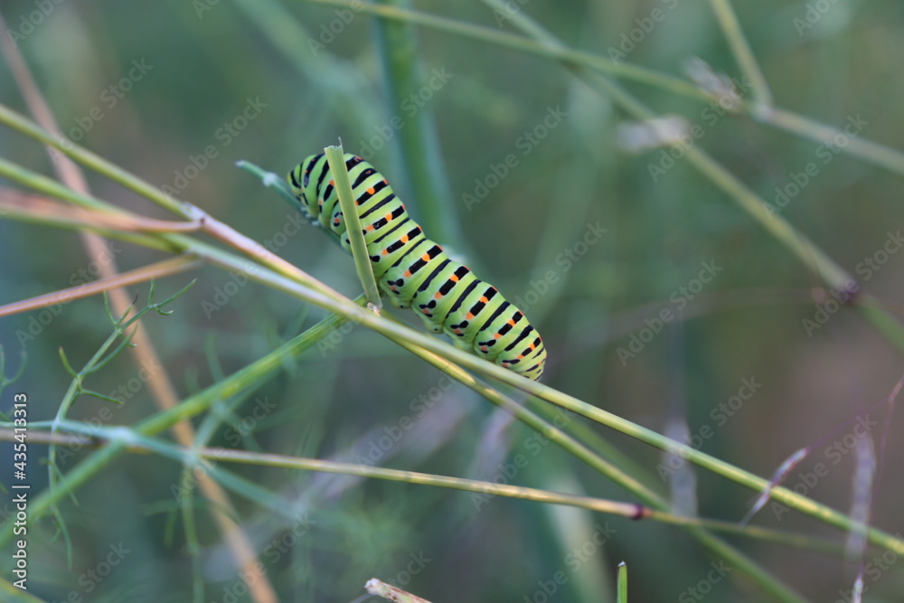 Gusano Arracache Cartepillar 