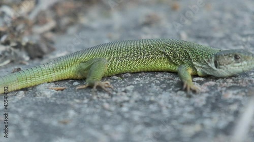 green lizard basking on a stone in spring photo