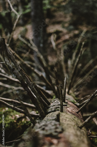 moss on a tree