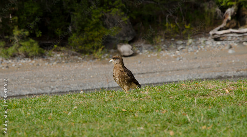 Chimango caracara in the grass with its brown feathers and agueline beak Chimango caracara in the grass with its brown feathers and agueline beak