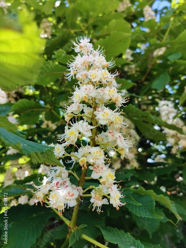 flowers in the garden