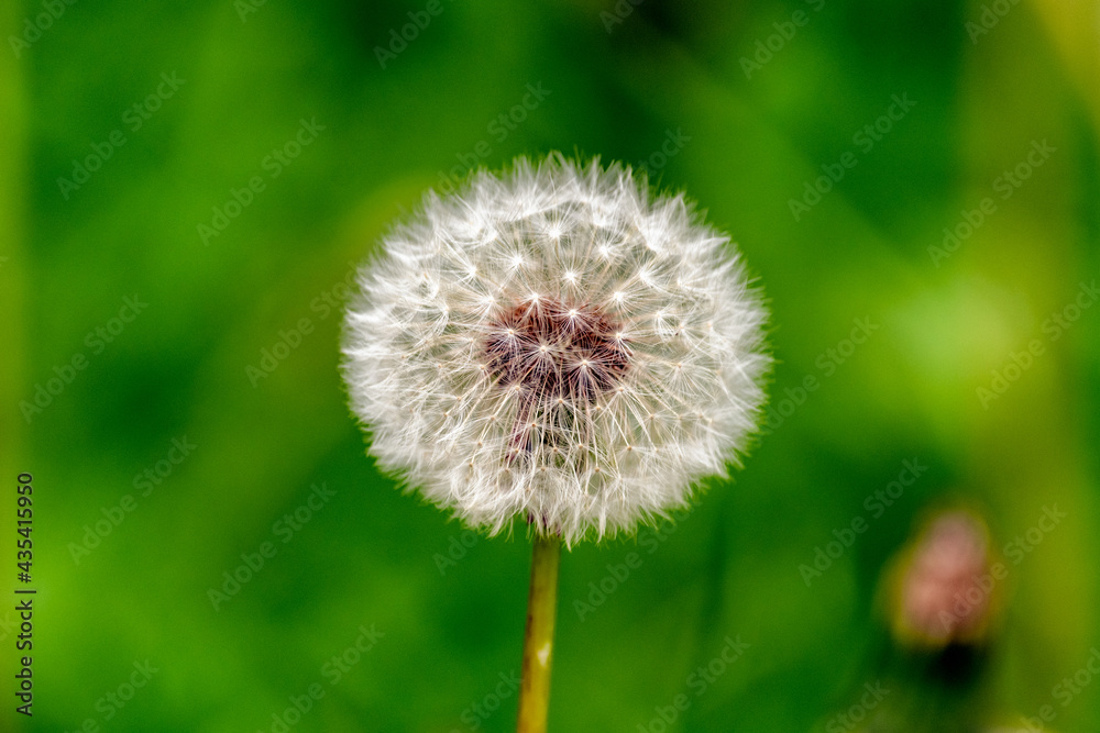 Obraz premium Blooming dandelion flower