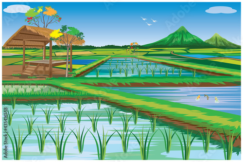 paddy field at countryside vector design