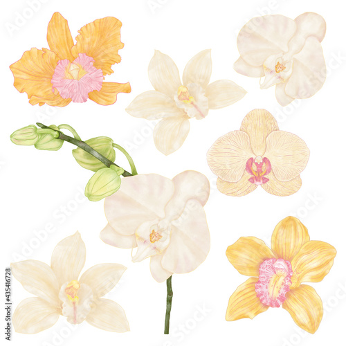 Summer tropical exotic yellow and white orchid flowers