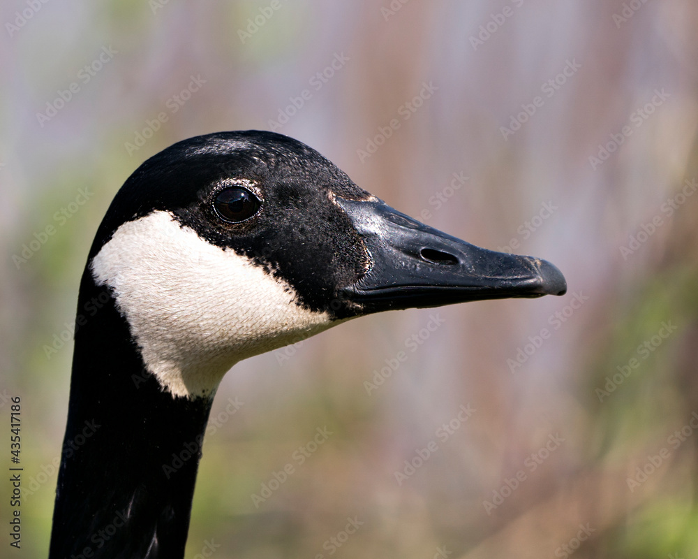 Canada Goose Photo. Head Shot. Close-up head with blur background. Canadian Goose Image. Picture. Portrait. Canada Goose Photo. Head Shot. Close-up head with blur background. Canadian Goose Image. Picture. Portrait.