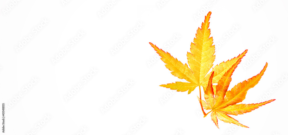 yellow maple leaves isolated on white, Close up yellow maple leaves isolated on white, Close up