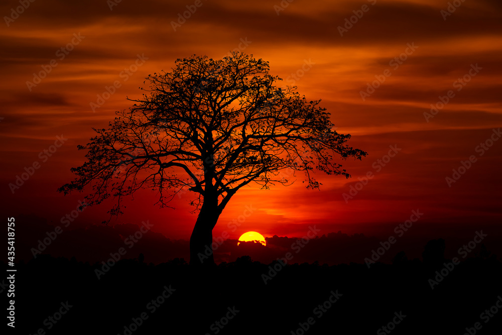 Fototapeta premium Sun behind dark tree and sunset in tropical forest,Thailand,ASIA.