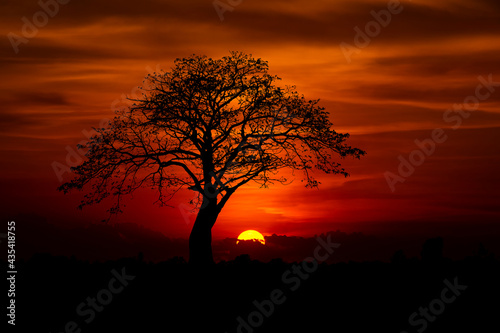 Sun behind dark tree and sunset in tropical forest Thailand ASIA.
