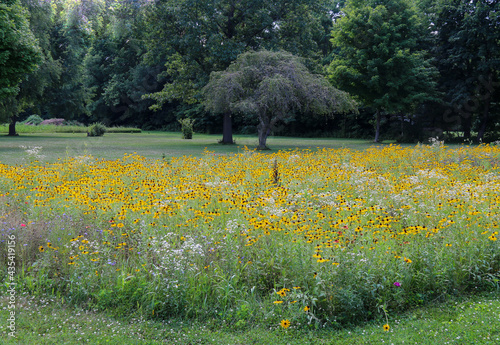 Fototapeta Naklejka Na Ścianę i Meble -  large group of blooming yellow wild flowers growing in a rural grassland field backyard