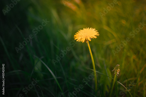 a field of yellow dandelion flowers. summer flowers