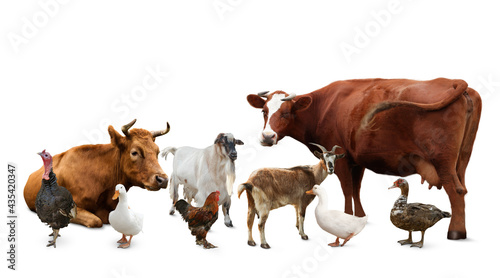 Group of different farm animals on white background