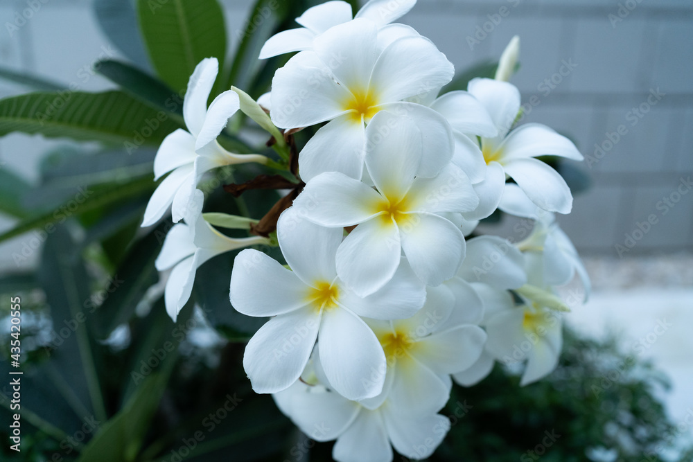 white frangipani flower white frangipani flower