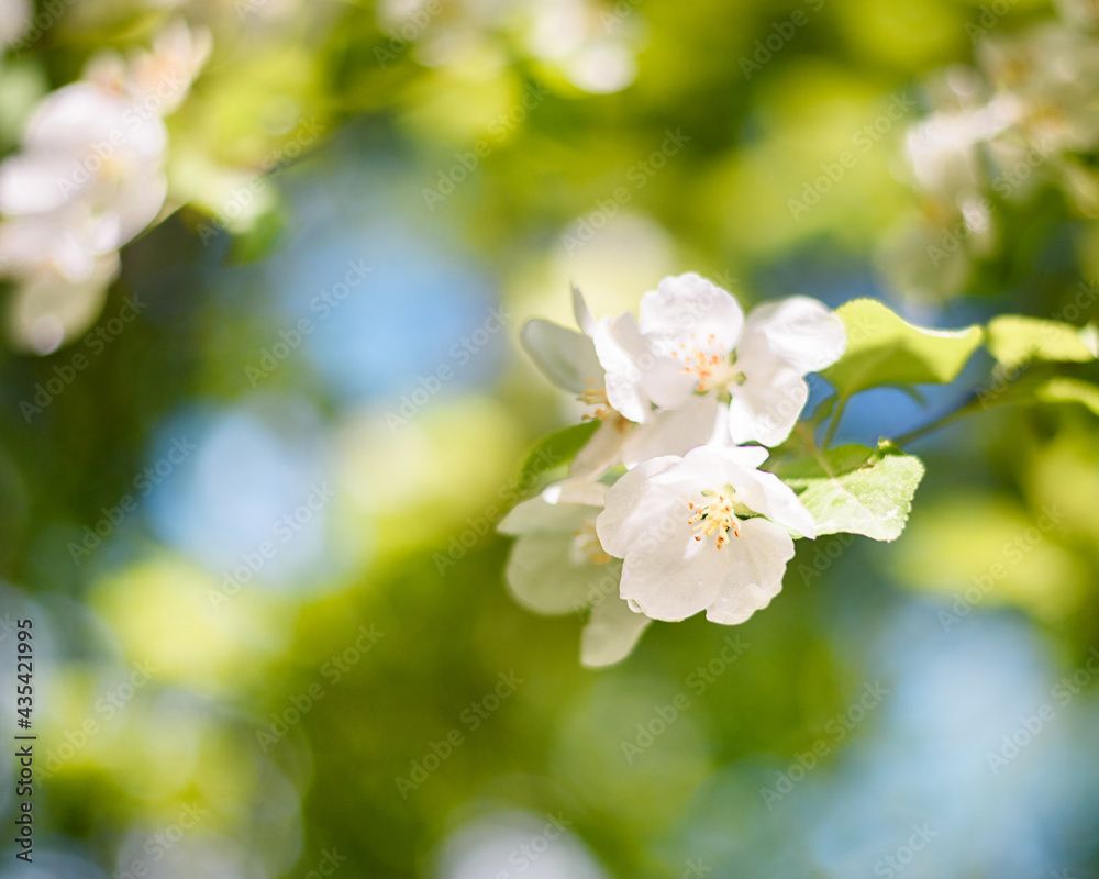 Apple tree branch with white flowers in spring in the sunlight Apple tree branch with white flowers in spring in the sunlight