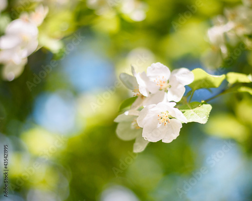 Apple tree branch with white flowers in spring in the sunlight