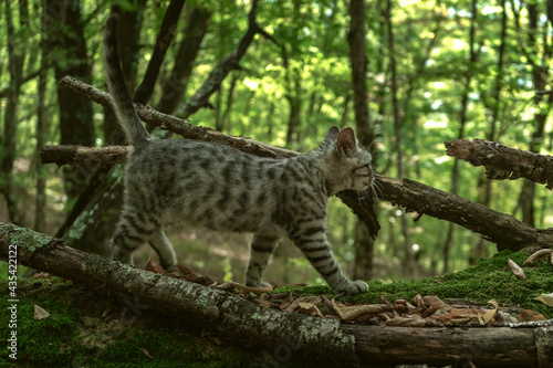 lynx in the woods