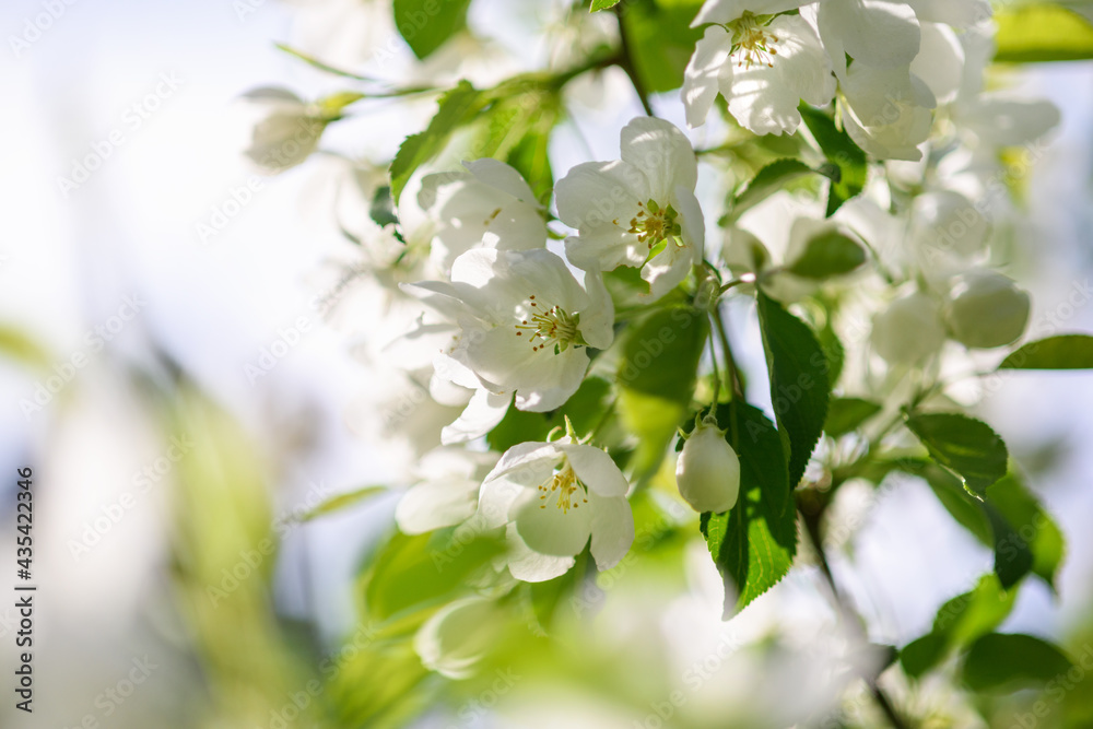Apple tree branch with white flowers in spring in the sunlight Apple tree branch with white flowers in spring in the sunlight