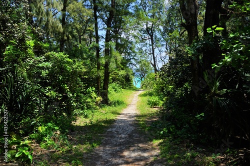 Lush green mangroves in tropical coastal swamp in Okinawa  Japan -                         