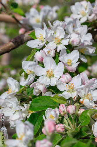 Apple blossoms wet with morning dew