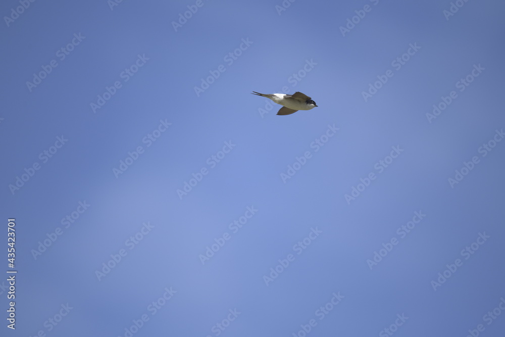 Swallow flying Swallow flying