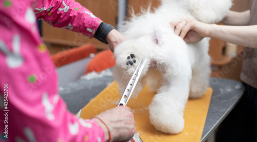 Bichon frise grooming. Happy Bichon frise. Grooming process. Dog grooming. The groomer holds the dog with his hand. Grooming by a professional groomer in the salon. Dog show
