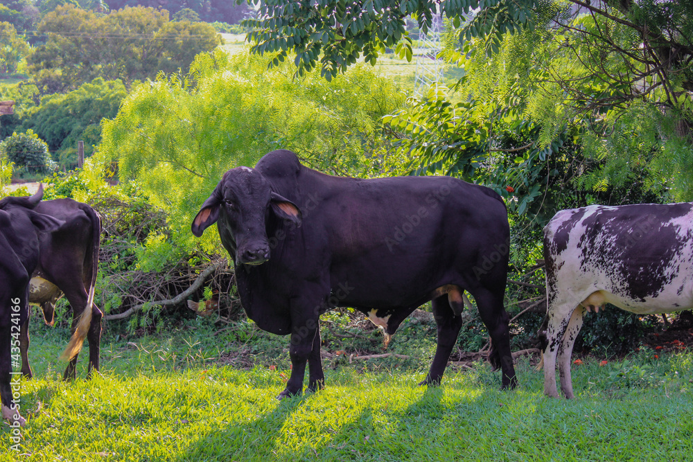 Cows of different breeds in a grassy field on a bright and clouds sunny day in a farm in Brazil. Space for text. Cows of different breeds in a grassy field on a bright and clouds sunny day in a farm in Brazil. Space for text.