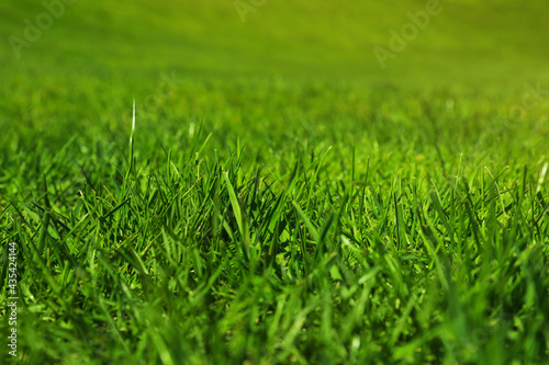 Fresh green grass as background, closeup view