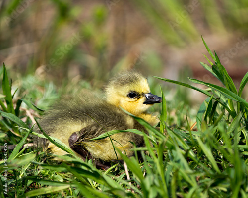 Canada Goose Photo. Canadian baby gosling close-up profile view resting on grass in its environment and habitat with blur background. Canada Goose Image. Picture. Portrait. Photo.