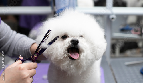 Obraz na płótnie Bichon frise grooming