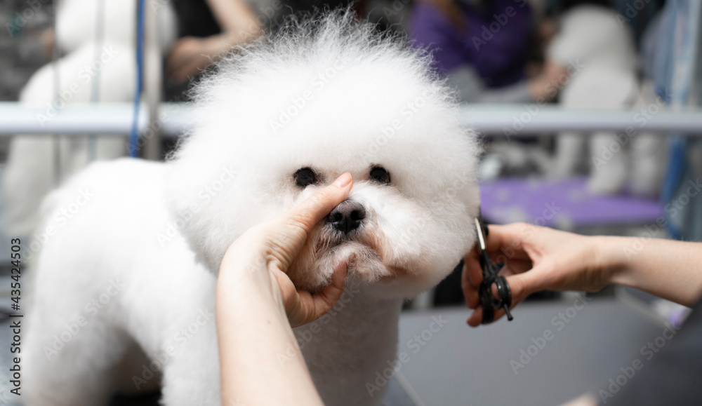 Bichon frise grooming. Happy Bichon frise. Grooming process. Dog grooming. The groomer holds the dog with his hand. Grooming by a professional groomer in the salon. Dog show Bichon frise grooming. Happy Bichon frise. Grooming process. Dog grooming. The groomer holds the dog with his hand. Grooming by a professional groomer in the salon. Dog show