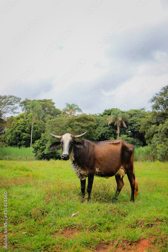 Cows of different breeds in a grassy field on a bright and clouds sunny day in a farm in Brazil. Space for text. Cows of different breeds in a grassy field on a bright and clouds sunny day in a farm in Brazil. Space for text.