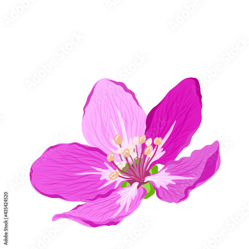 Spring pink flower. Vector illustration.