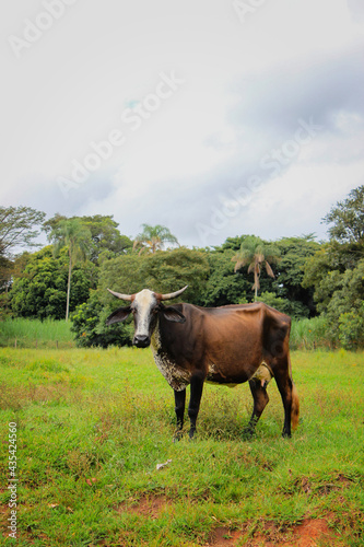 Cows of different breeds in a grassy field on a bright and clouds sunny day in a farm in Brazil. Space for text.