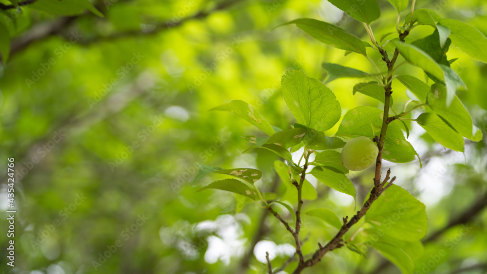 日本の梅の実。japanese ume fruits 日本の梅の実。japanese ume fruits
