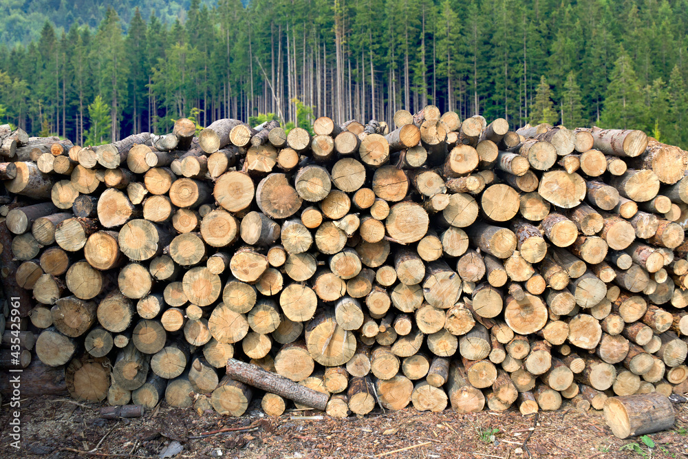 Stacked of logs, firewood on background fir green forest