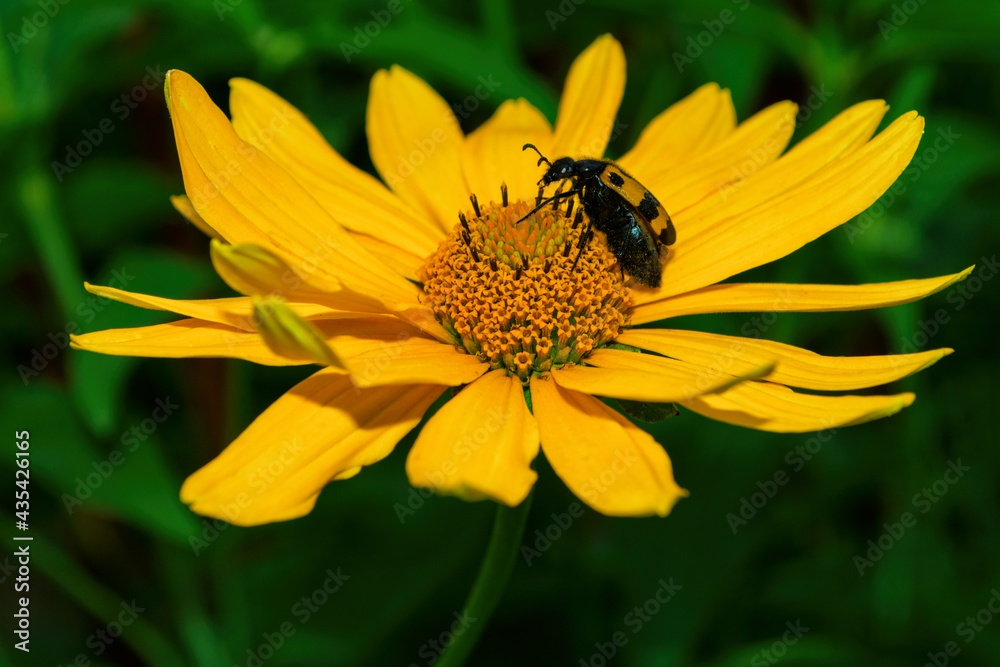 Beetles Meloidae. Beetle (Latin: Mylabris variabilis) sits on a yellow flower Sunflower plant (Latin: Heliopsis). Beetle closeup. Precise selective focus. Beetles Meloidae. Beetle (Latin: Mylabris variabilis) sits on a yellow flower Sunflower plant (Latin: Heliopsis). Beetle closeup. Precise selective focus.
