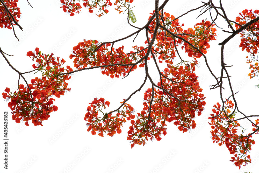 Thailand Peacock Flower, Caesalpinia pulcherrima blooming in the summertime