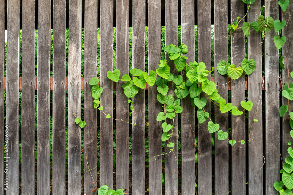 Old wooden fence door with green leaf Ivy. Overgrown plant on wood plank door texture background. Old wooden fence door with green leaf Ivy. Overgrown plant on wood plank door texture background.